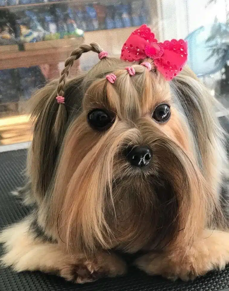 Йорк має коси з рожевими резинками та бантом