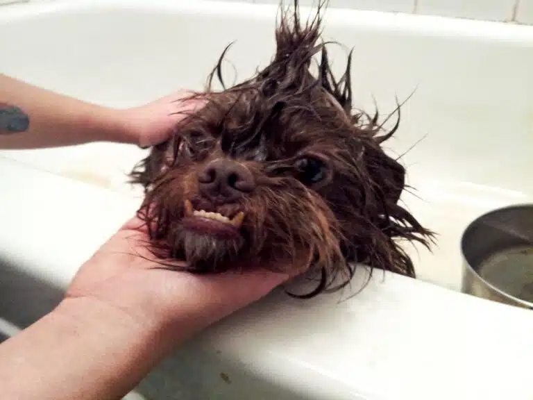 Коричневий грифон купається у ванній перед стрижкою