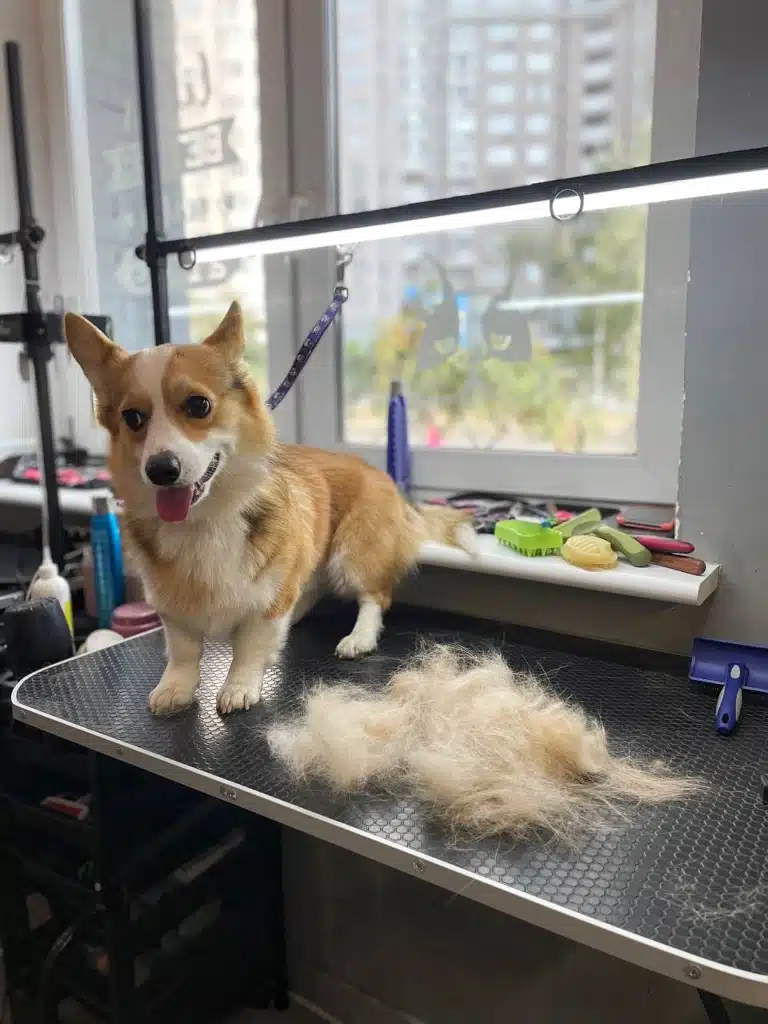 Під час експрес-линьки з коргі можна вичесати багато шерсті