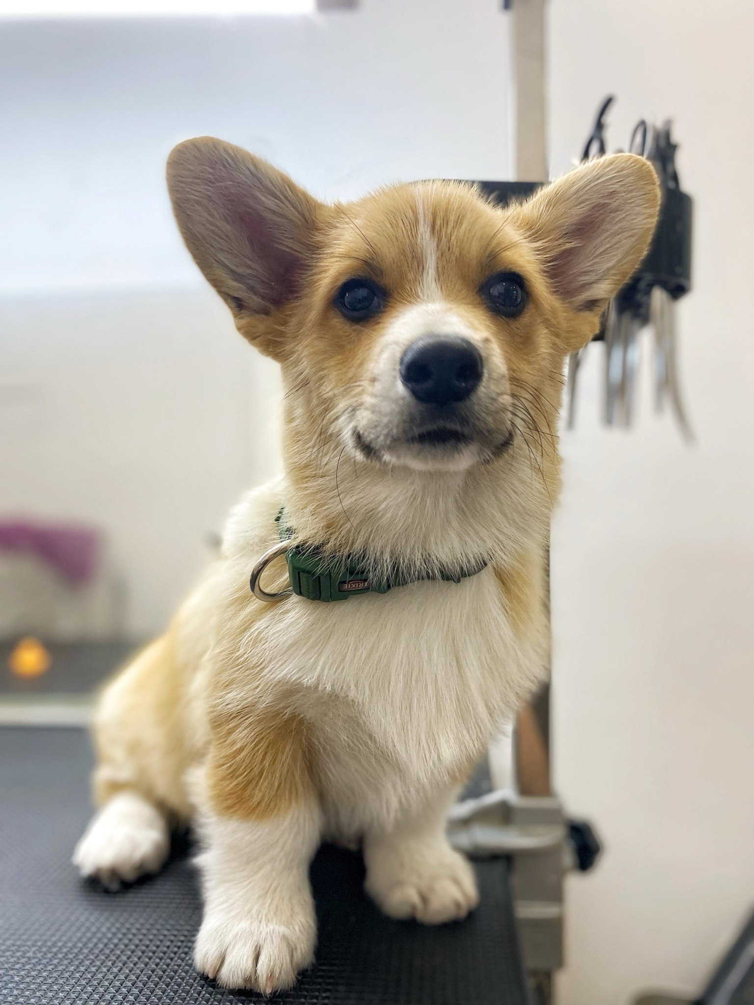 Цуценя коргі має низькі широкі ніжки