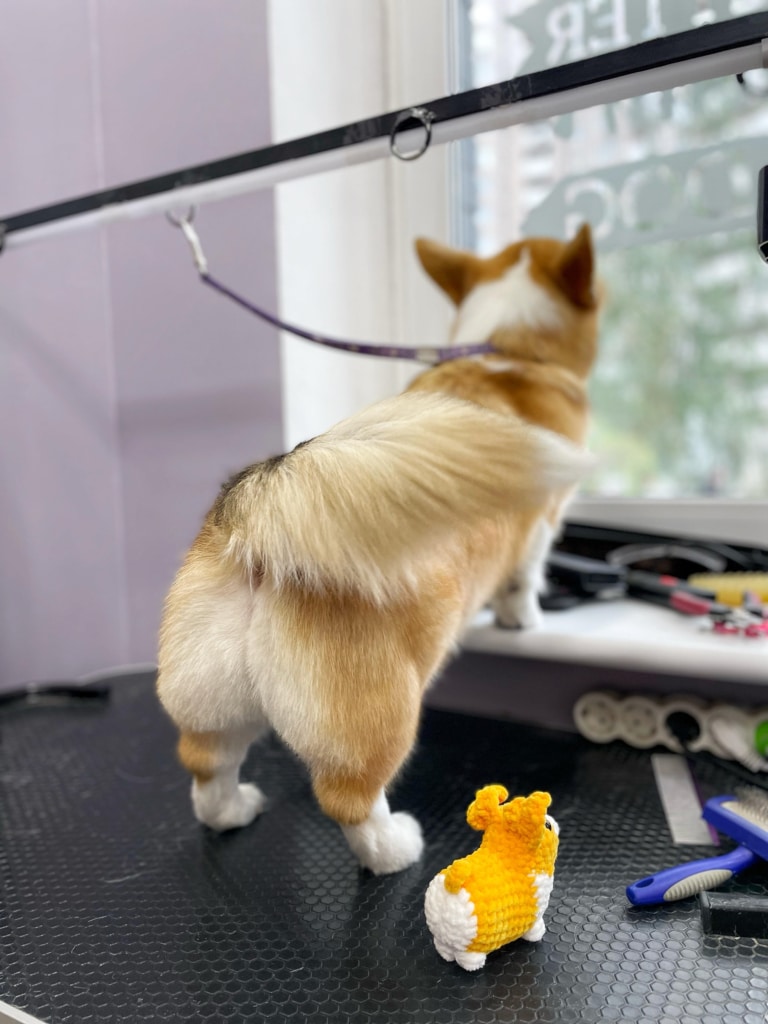 Коргі з довгим хвостом обперся на підвіконня, визираючи у вікно