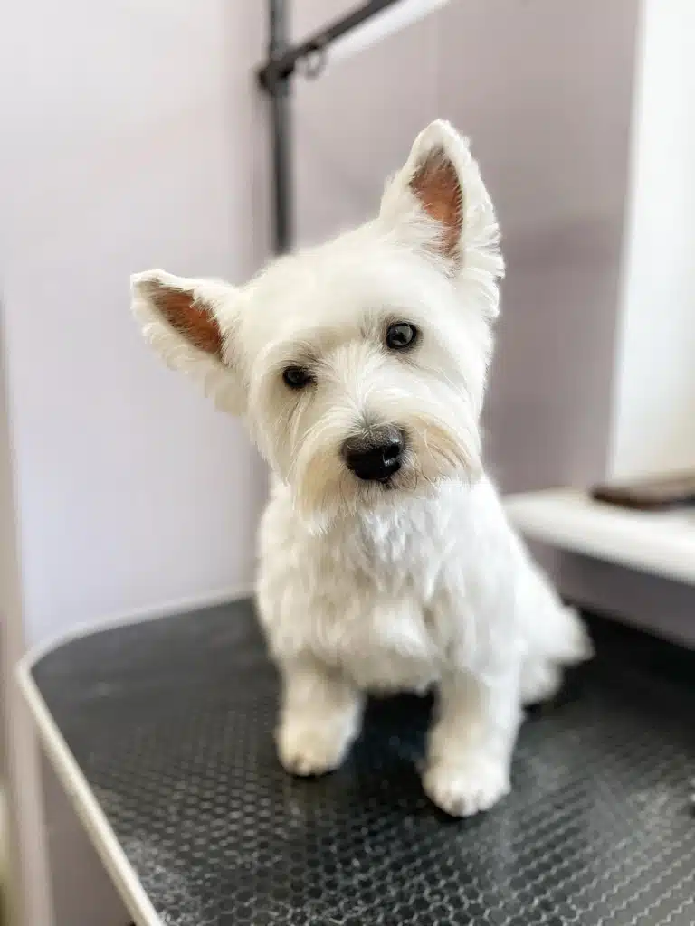 Вест схилив праве вушко вниз до столу