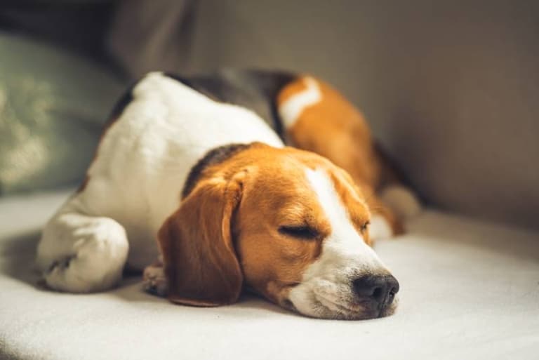Бігль спить на білому дивані, зігнувши лапки