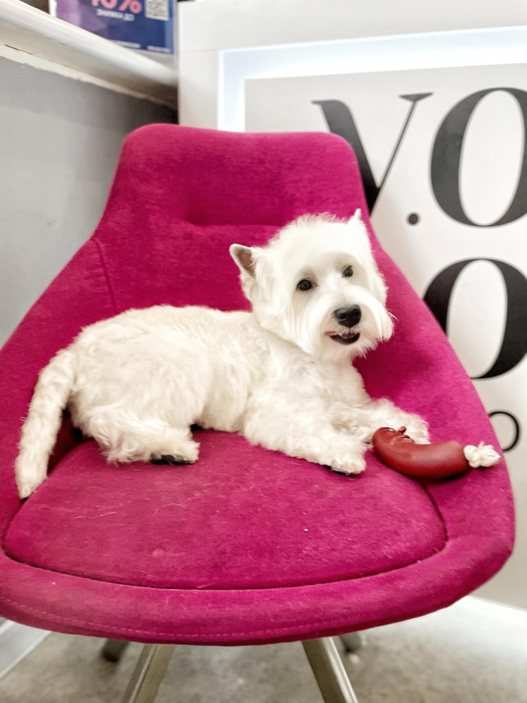 Вест після стрижки відпочиває на рожевому кріслі з сосискою