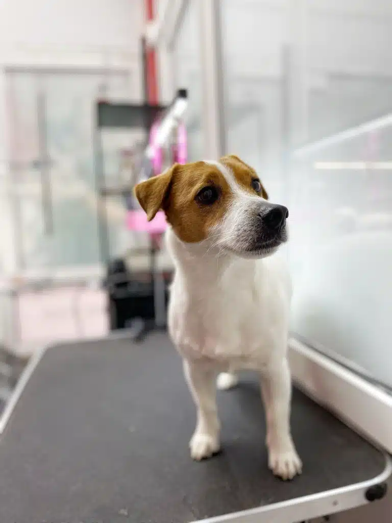 Джек-рассел стоїть на краю столу та на щось дивиться в стіні