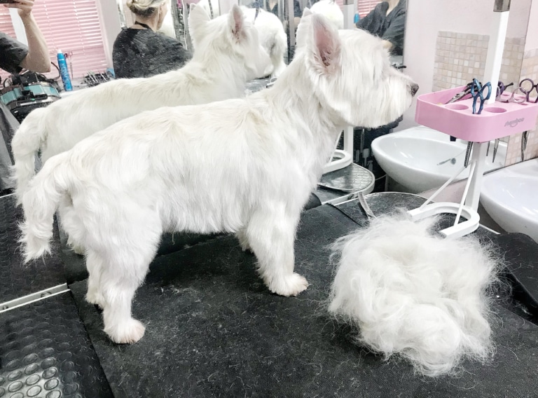 Грумер підстриг шерсть на голові і вищипав на тулубі