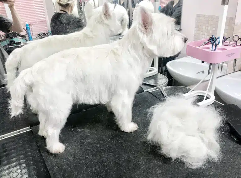 Грумер підстриг шерсть на голові і вищипав на тулубі