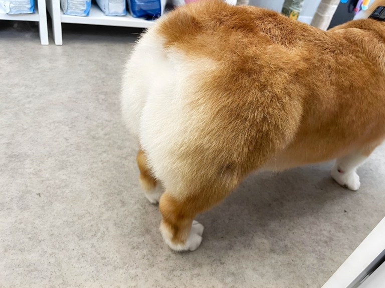 Круглі "булочки" коргі чекають на власника