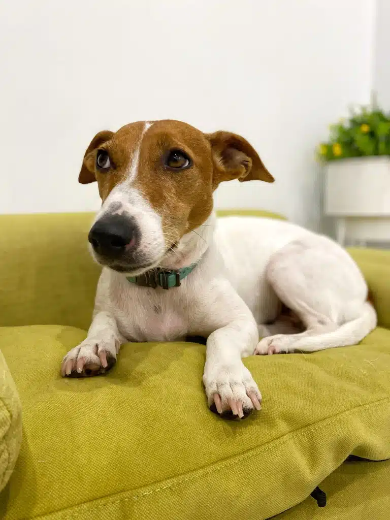 Джек-рассел показує свіжий лапакюр від грумера