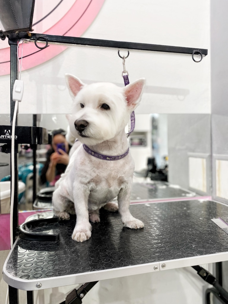 Грумер фотографує веста на фіолетовій шлейці для портфоліо