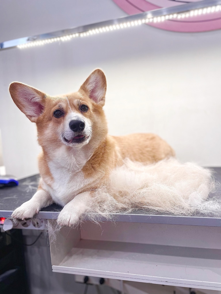 Вичесане з коргі підшерстя білого кольору, хоча ость у собаки руда