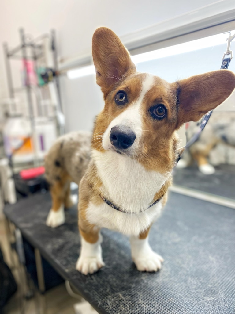 Коргі окрасу "мерль" має трохи косі очі