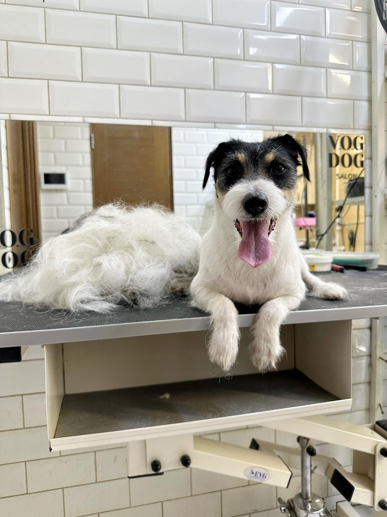 Джек-рассел лежить поруч з купою вичесаної шерсті та показує язика