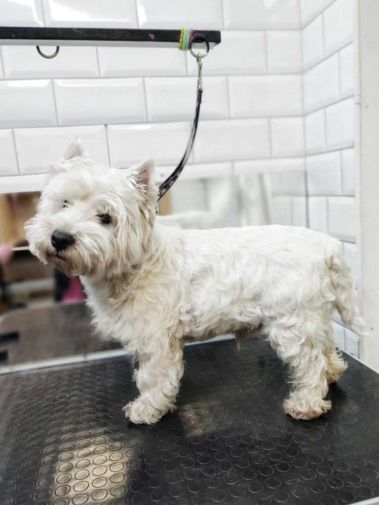 Вест давно не був в салоні грумінгу, тому шерсть на ногах вже в'ється