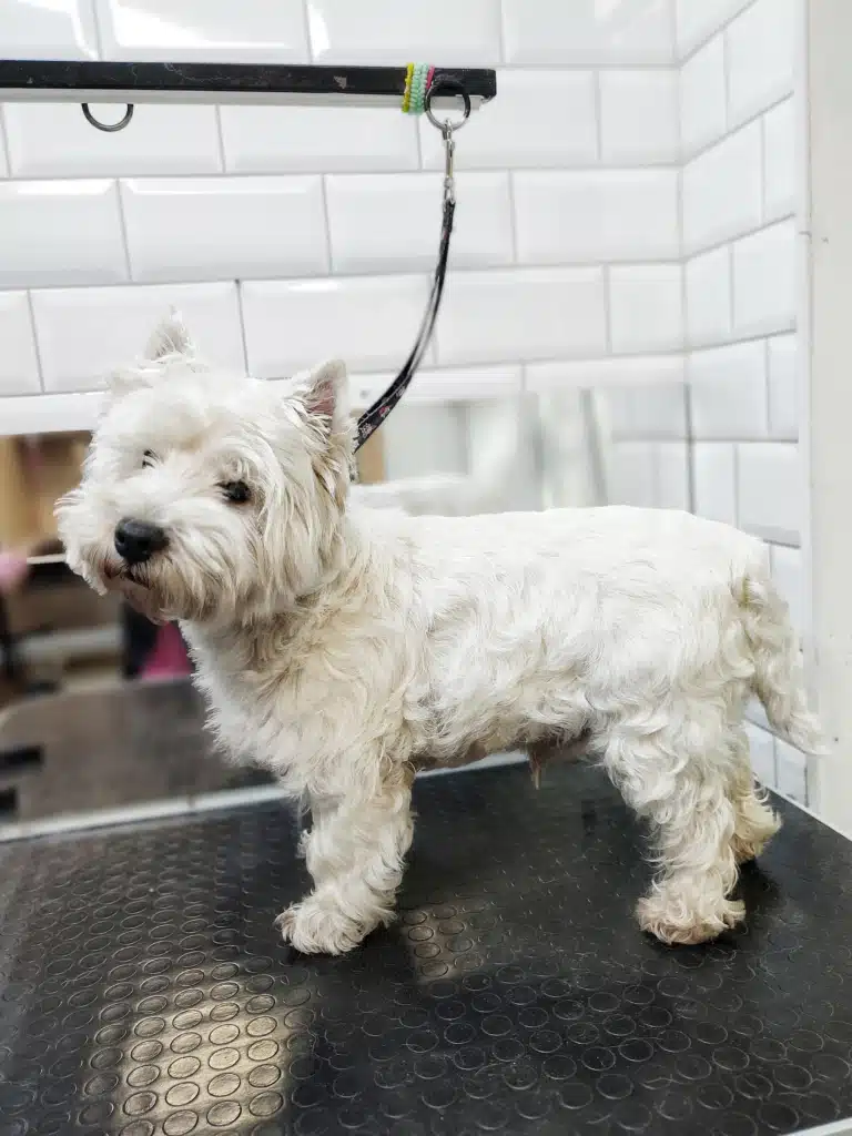 Вест давно не був в салоні грумінгу, тому шерсть на ногах вже в'ється