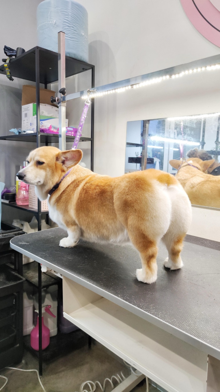 Коргі після повного комплексу зі стрижкою уважно дивиться на іншого грумера