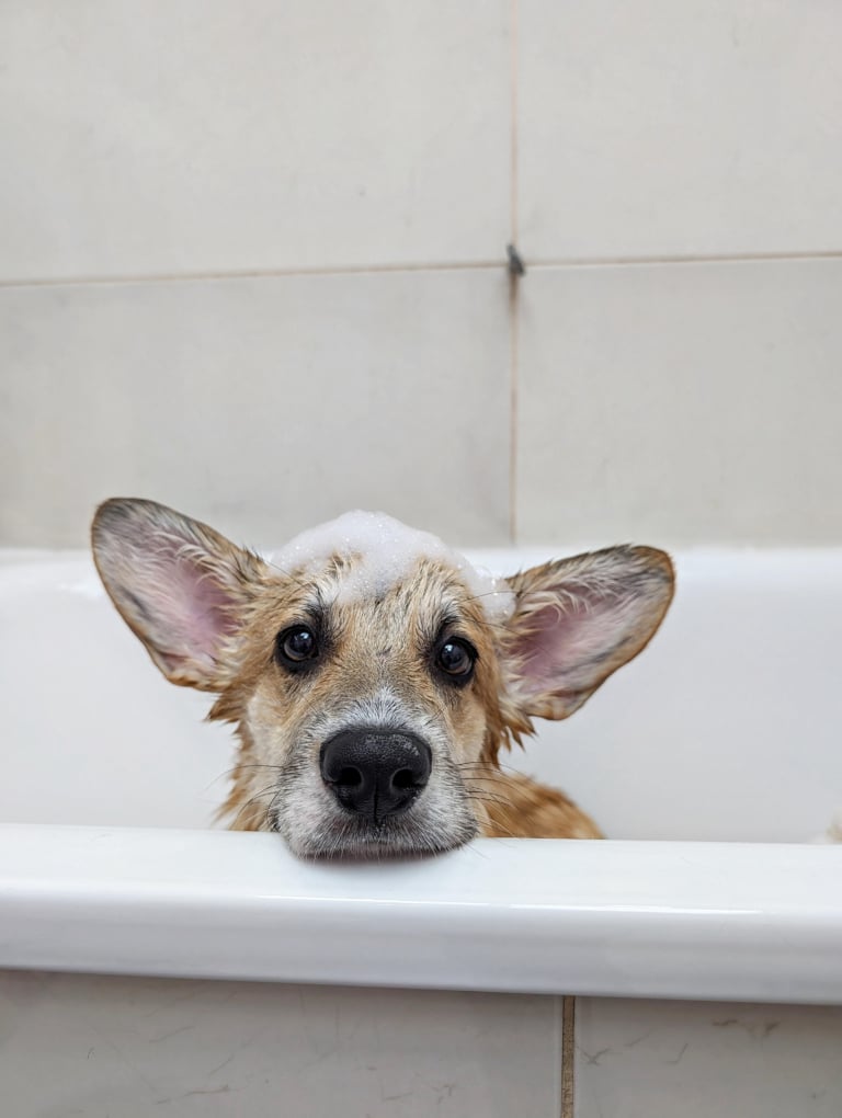 Цуценя коргі приймає пінну ванну в грумерській