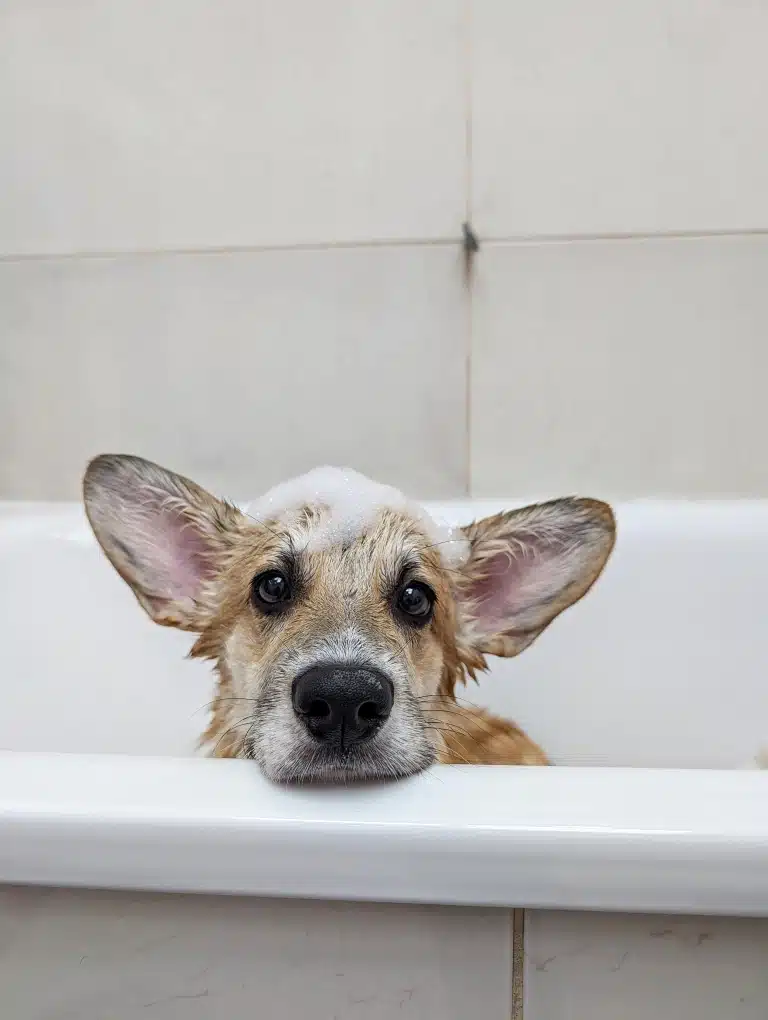 Цуценя коргі приймає пінну ванну в грумерській