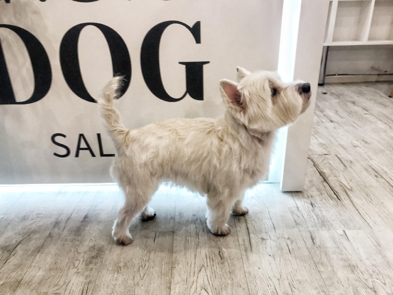 Вест стоїть біля стійки салону грумінгу з підсвіткою