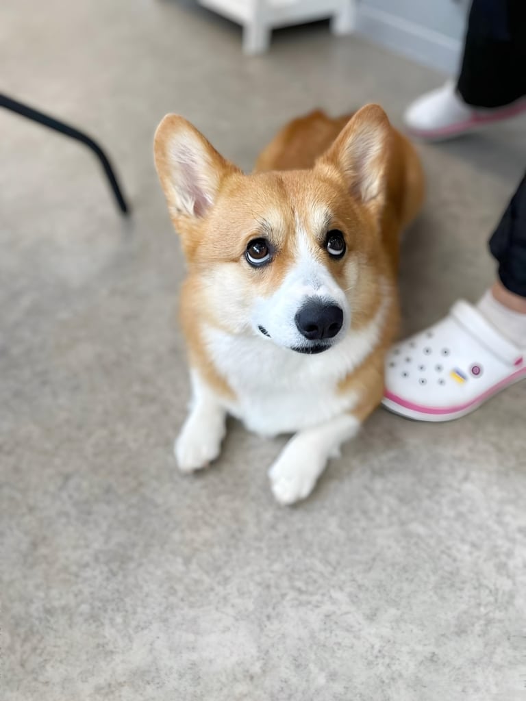 Коргі, лежачи, дивиться на грумера з-під лоба