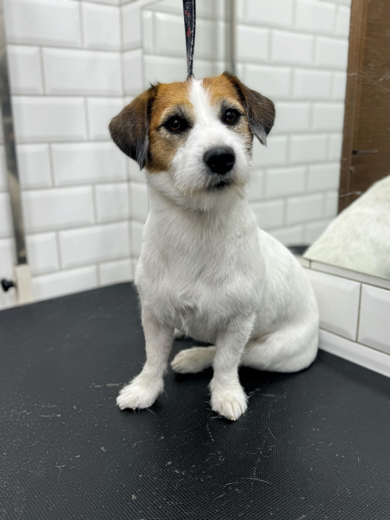 Джек-рассел присів після двох годин тримінгу в салоні