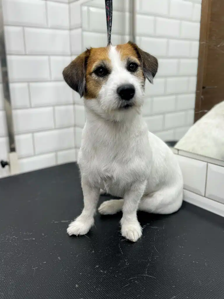 Джек-рассел присів після двох годин тримінгу в салоні