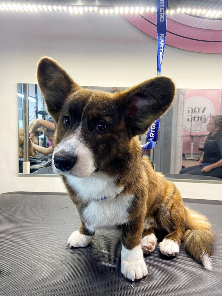 Темненький коргі з рожевими подушечками спокійно сидить на столі