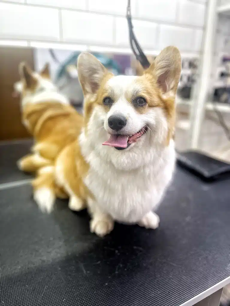 Коргі посміхається під час позування для фото грумера