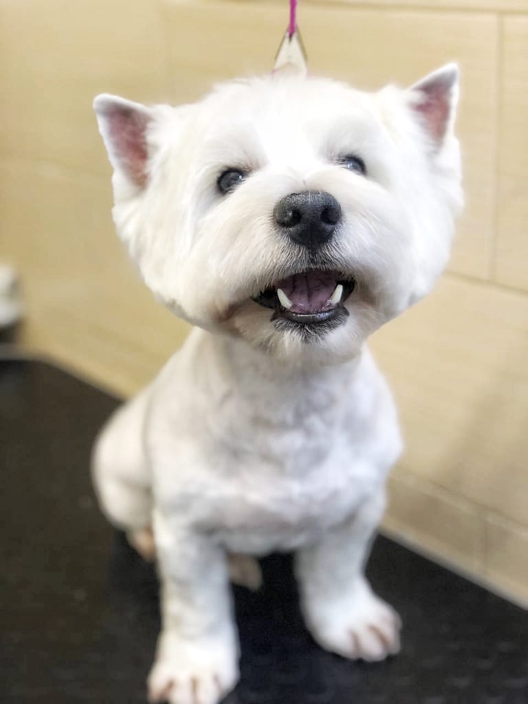 У веста стирчать два білих зуба з рота