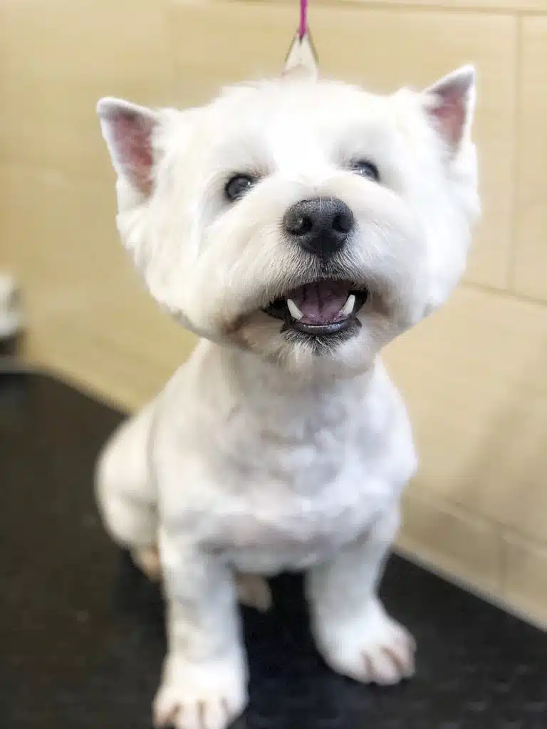 У веста стирчать два білих зуба з рота