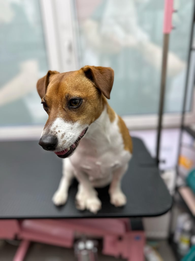 Джек-рассел дивиться вниз з грумерського столу