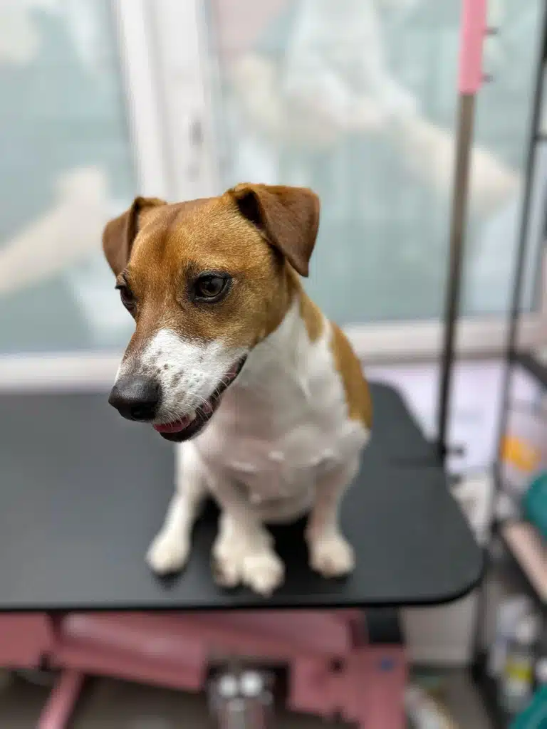 Джек-рассел дивиться вниз з грумерського столу