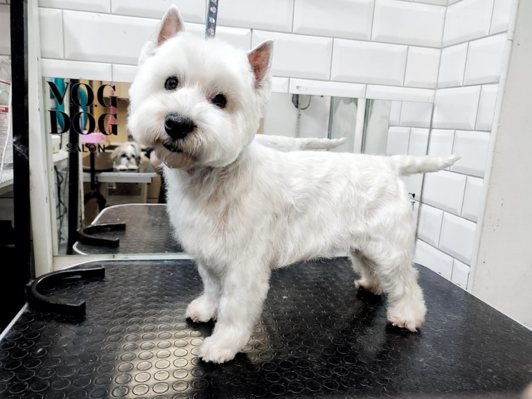 Вест стоїть у виставковій стійці, демонструючи якість стрижки