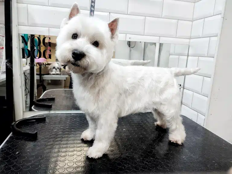 Вест стоїть у виставковій стійці, демонструючи якість стрижки