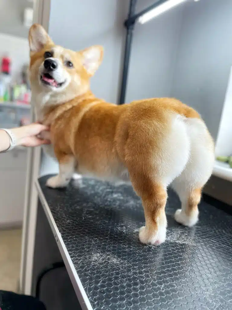 Коргі з посмішкою показує свою підстрижену попку