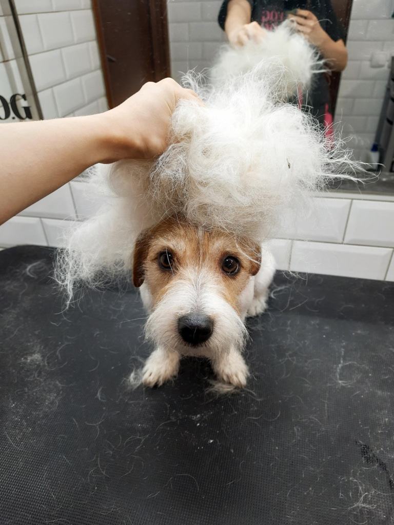 Грумер поклав на голову джек-рассела купу вищипаної шерсті