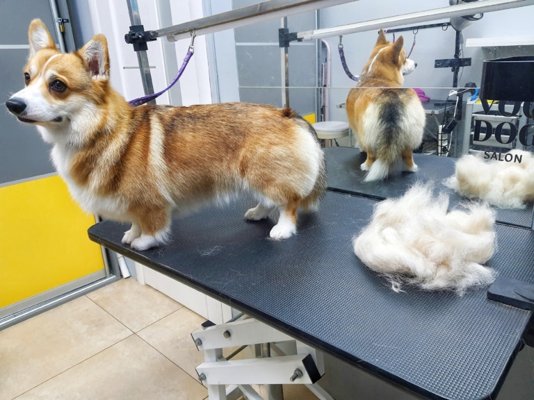 Коргі відвернувся, щоб не бачити вичесане підшерстя