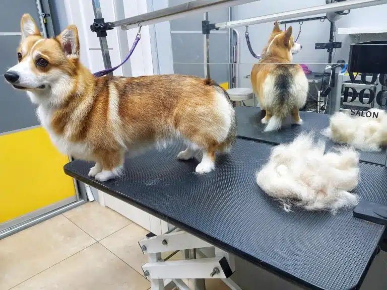 Коргі відвернувся, щоб не бачити вичесане підшерстя