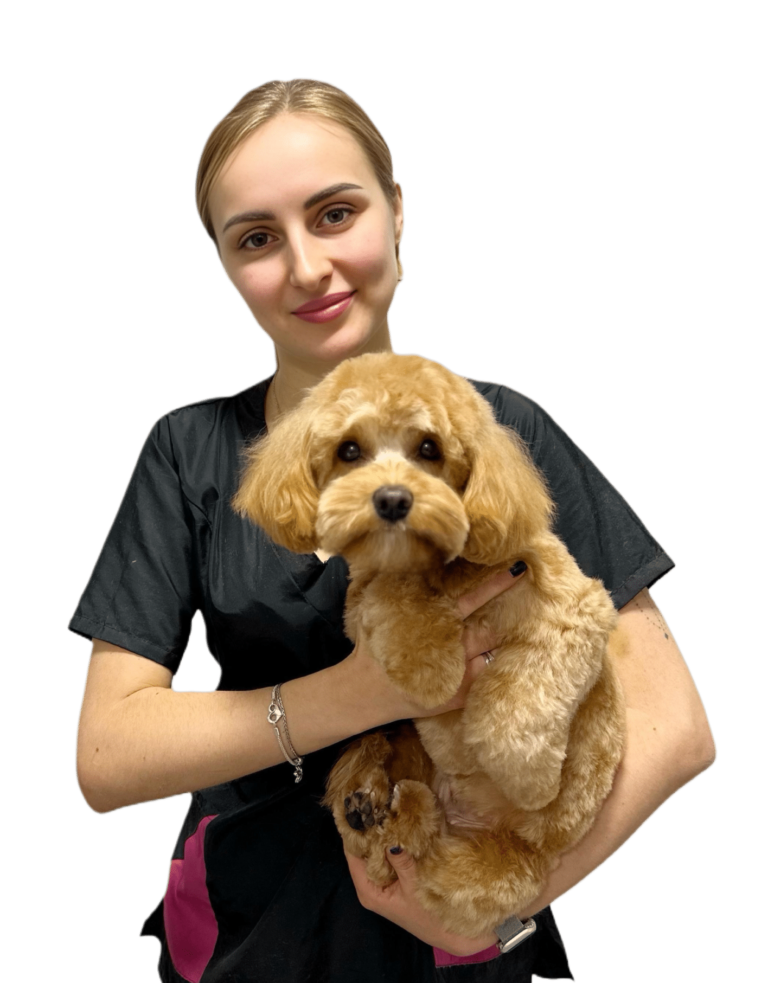 Дівчина з зібраним волоссям тримає клубочком мальтіпу