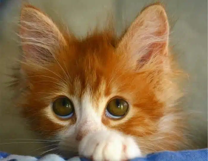 Руде кошеня підвів очі догори з цікавістю