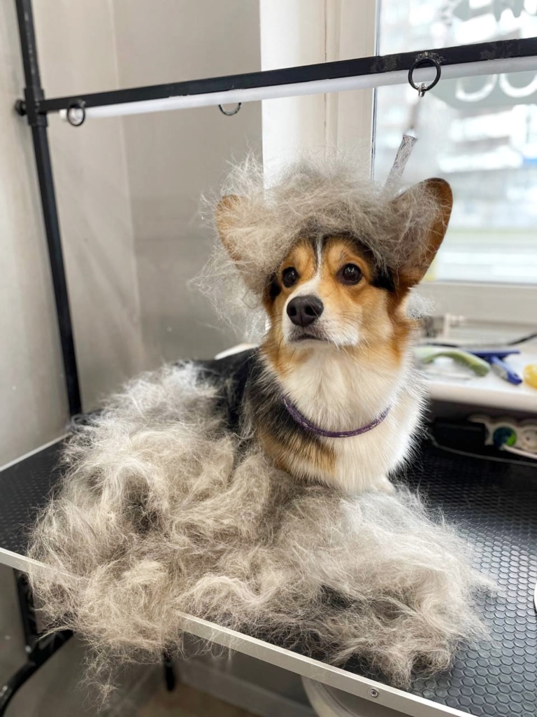 Шерсть всюди: біля коргі та на ньому