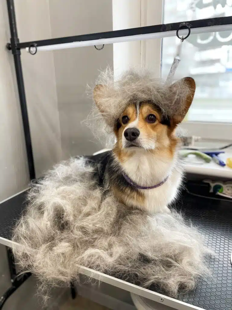 Шерсть всюди: біля коргі та на ньому