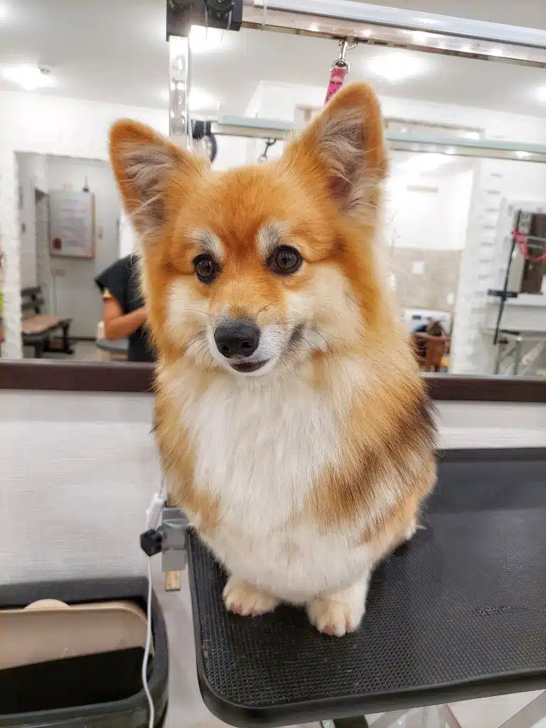 Рудий коргі з білими бровами спокійно очікує на порцію ласощів