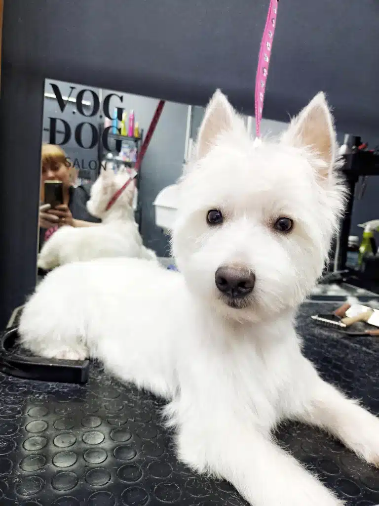 Вест має великий ніс та маленькі оченята, які контрастують з гострими вушками