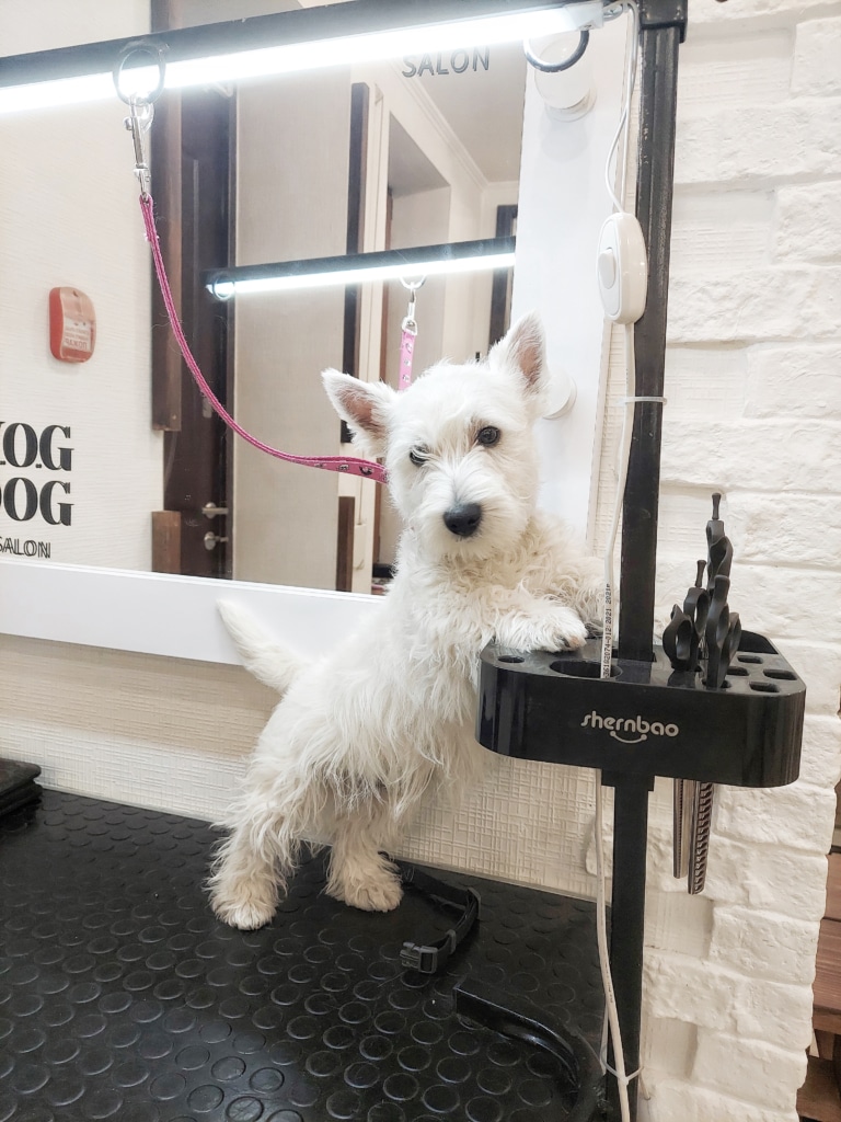 Вест стоїть на чорному столі, а передніми лапами тримається за стійку ножиць