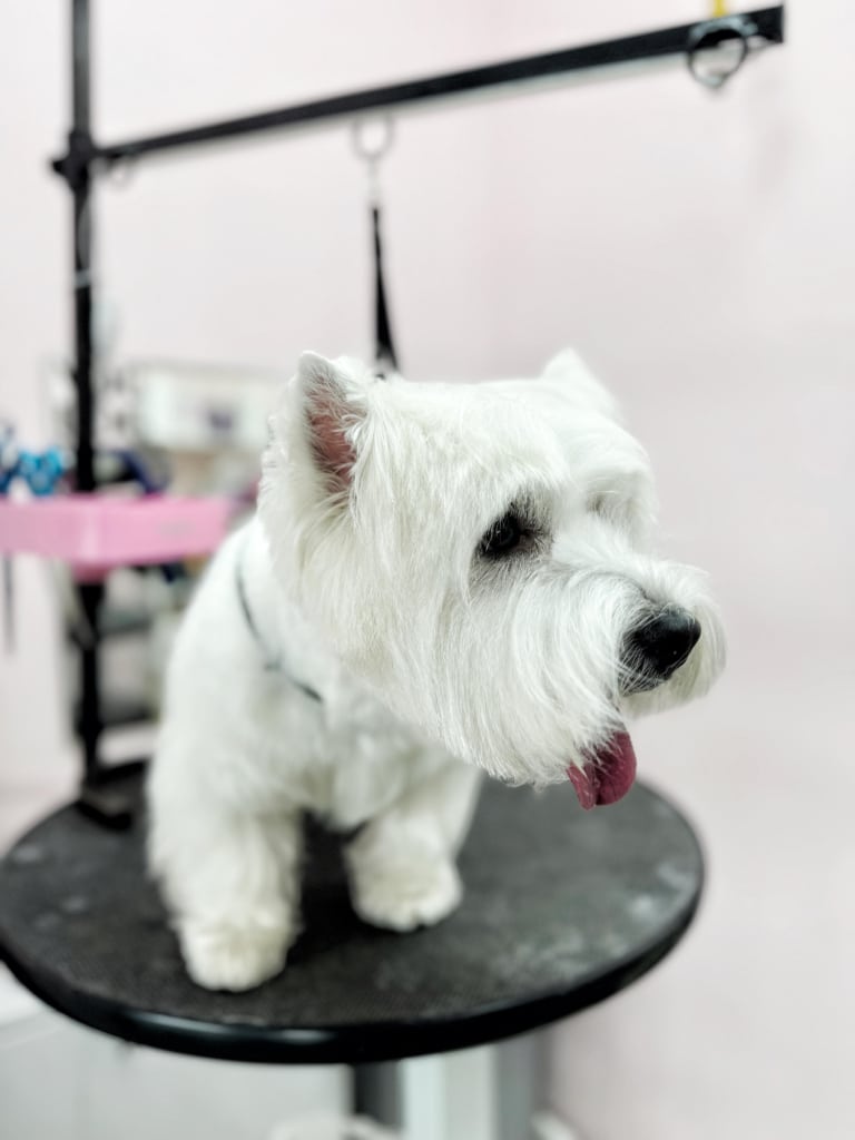 Охайна стрижка голови веста, де видна рівна лінія зрізу шерсті над очима