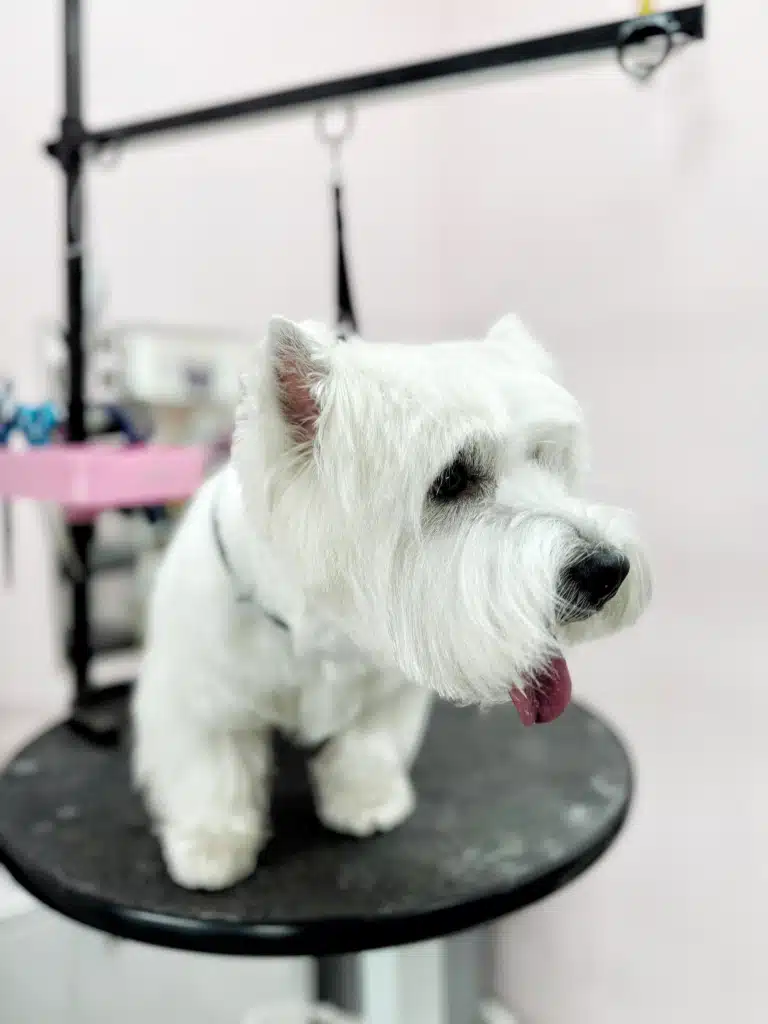 Охайна стрижка голови веста, де видна рівна лінія зрізу шерсті над очима