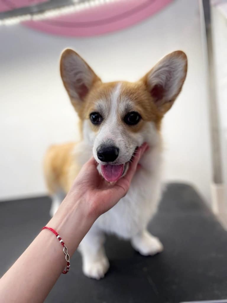 Дівчина з червоним браслетом масажує підборіддя коргі