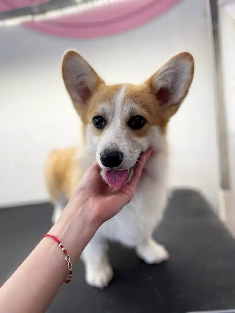 Дівчина з червоним браслетом масажує підборіддя коргі