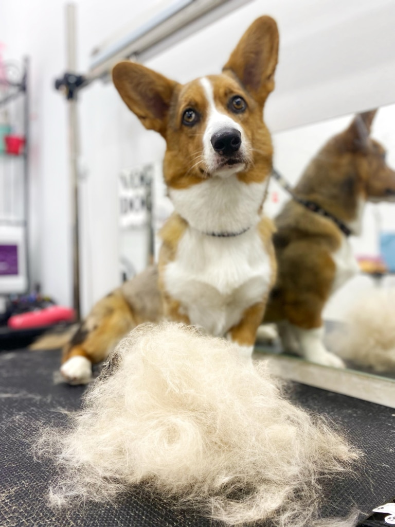 Короткошерстий коргі присів біля невеликої кількості вичесаної шерсті